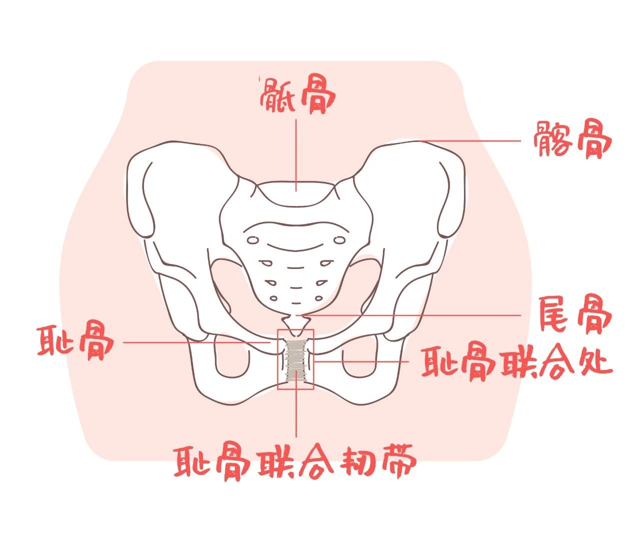 真骨盆标志图片