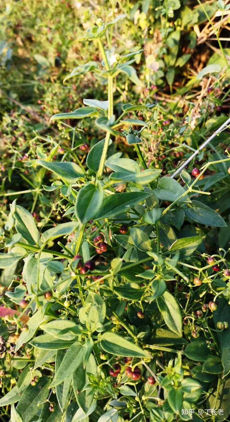 茜草的果实是咖啡吗? - 知乎