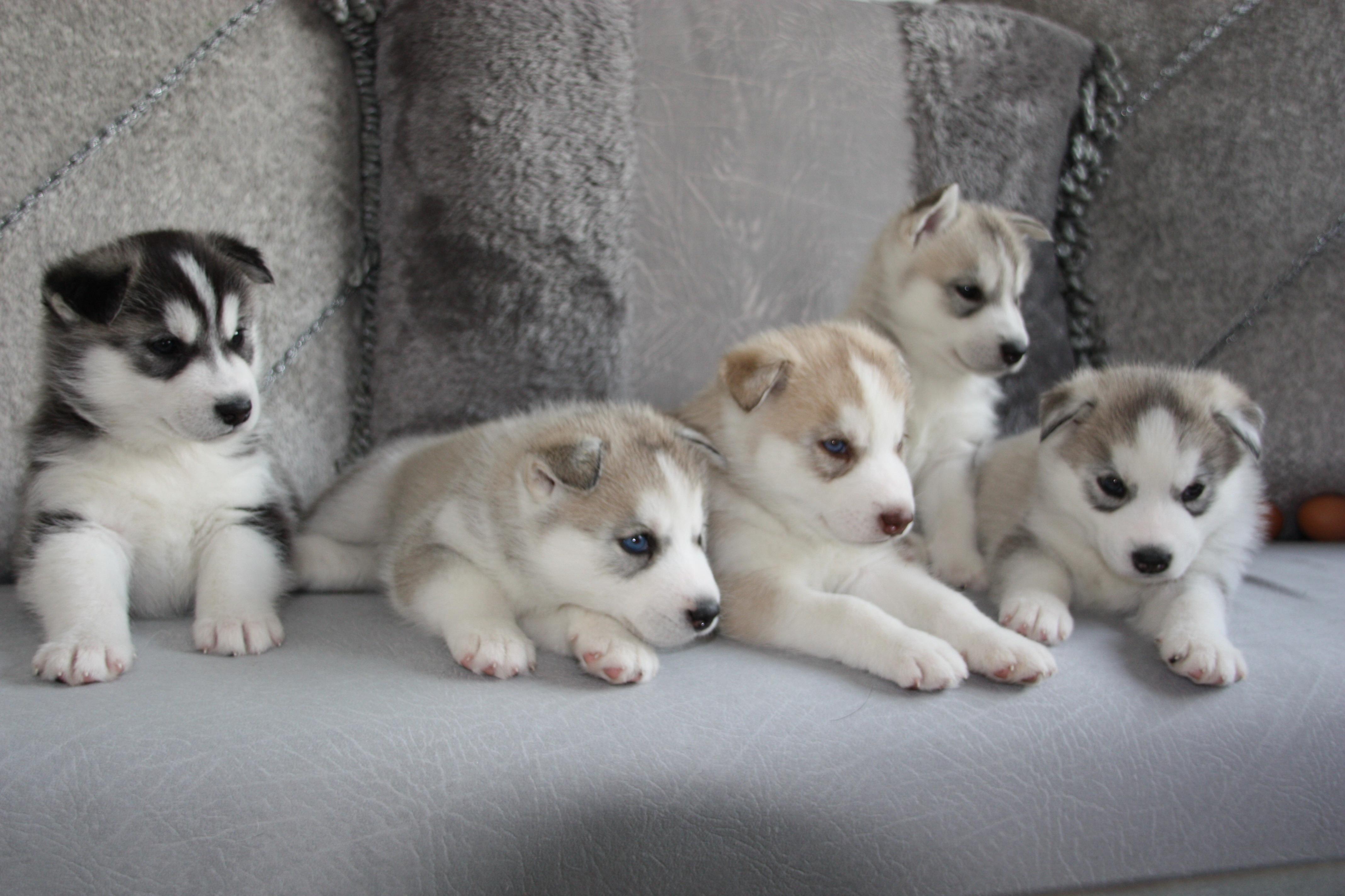 养一群可爱的哈士奇是什么样的体验