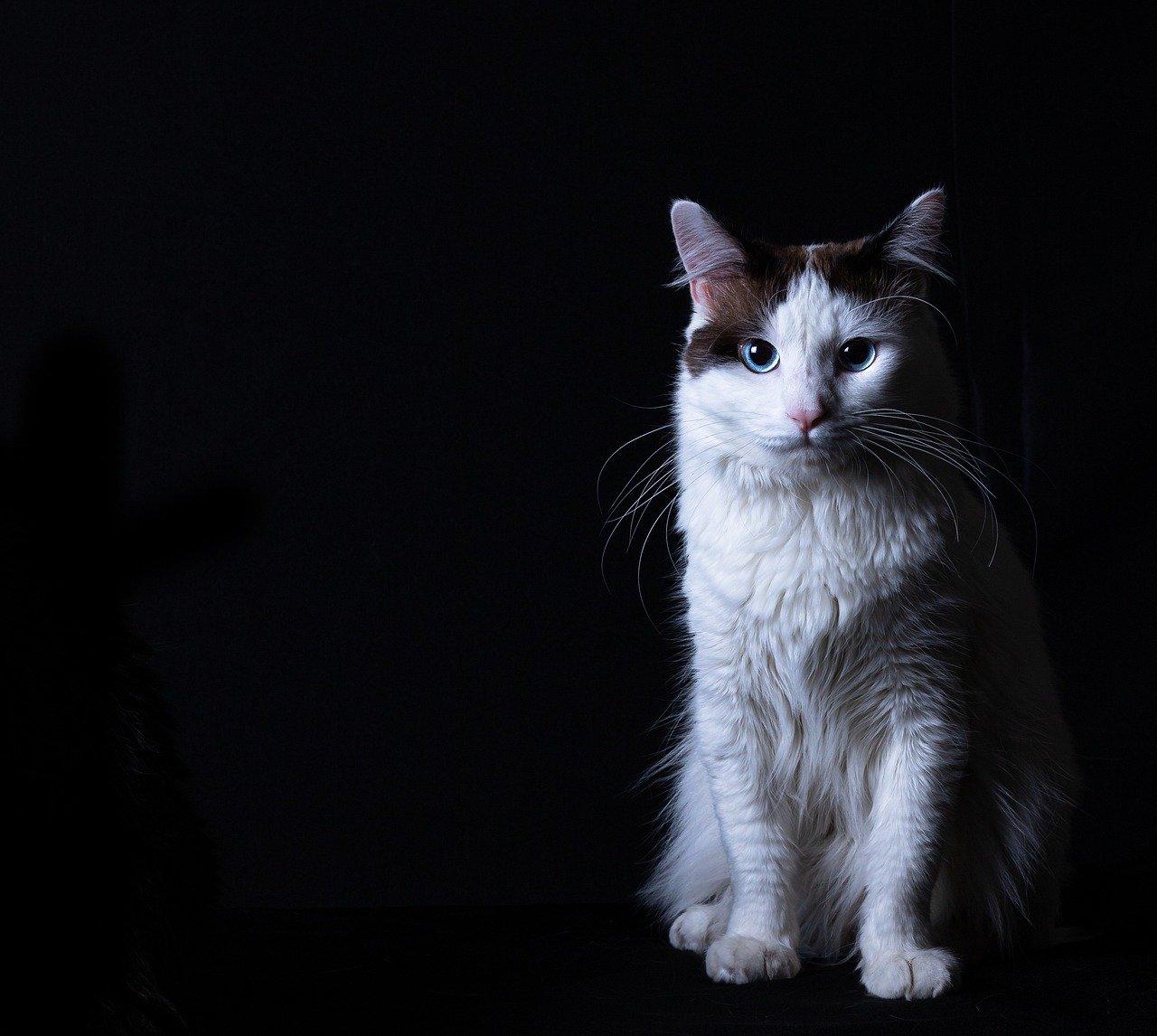 3. 生肖婚配指南