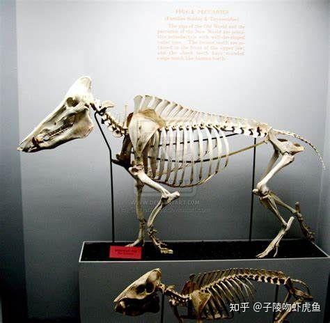 据说家猪放生会一年内野化成有獠牙的野猪，这是什么原理？ - 知乎