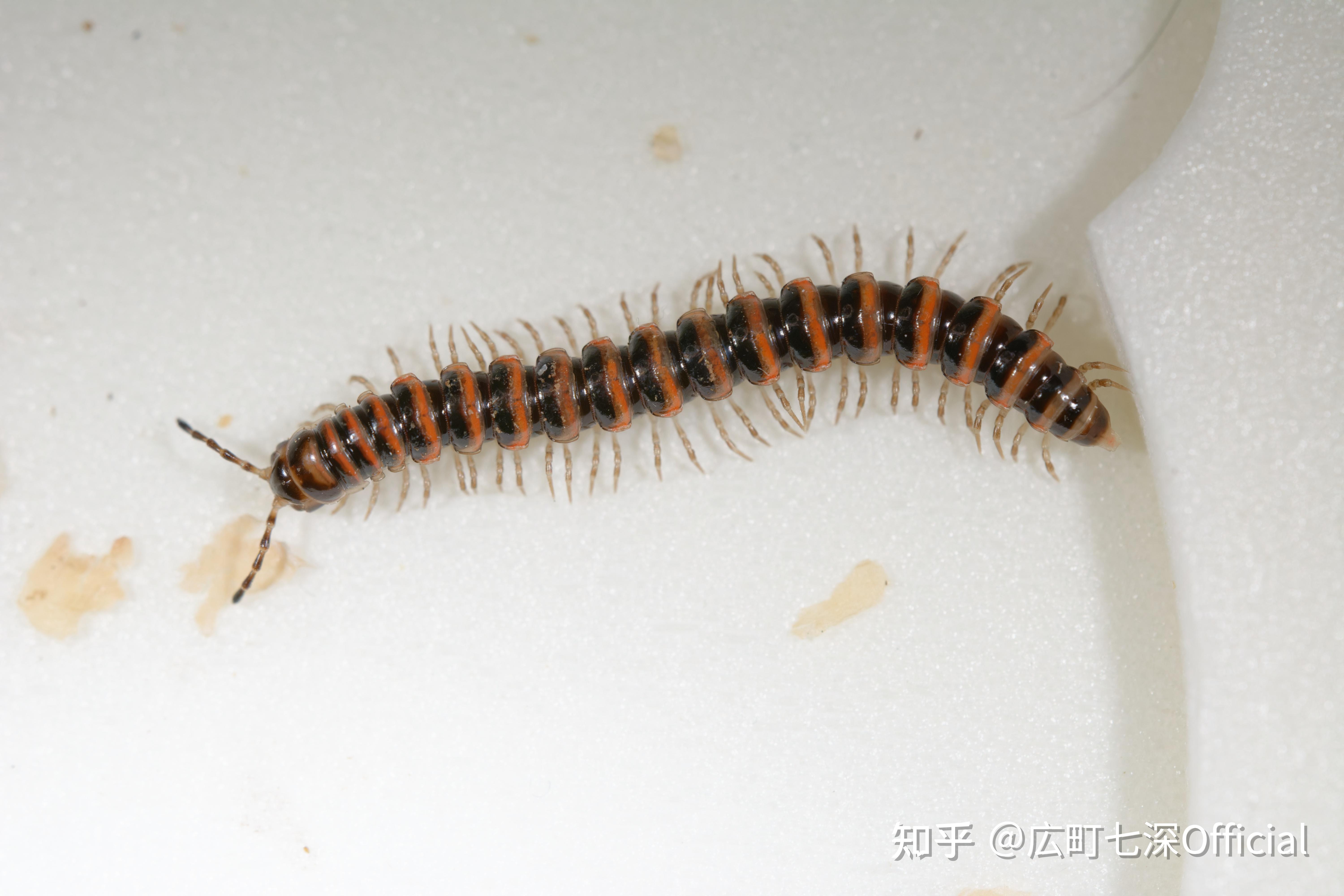 家里进了一直黑色条形的虫,有谁知道是什么吗?