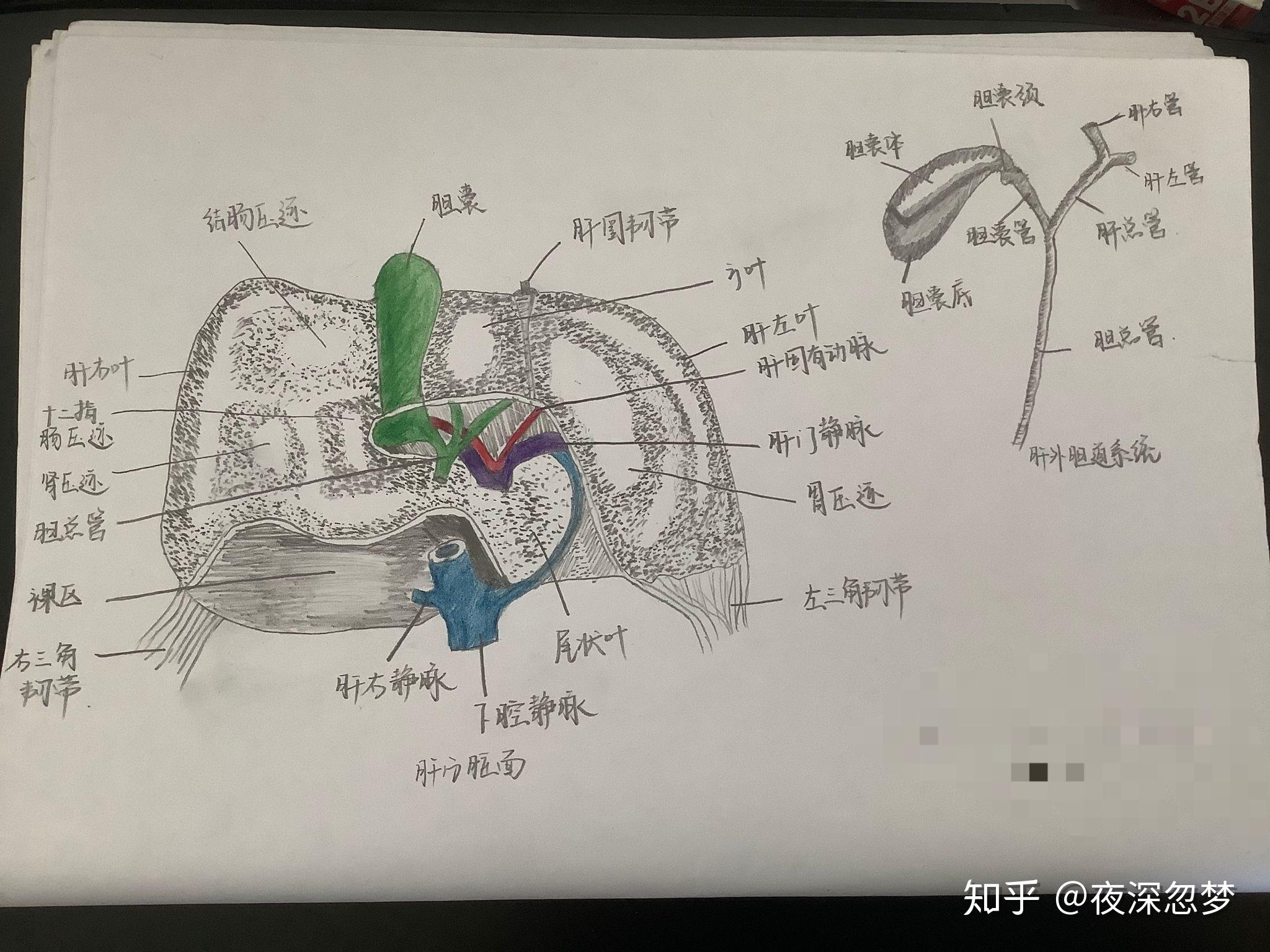 有醫學解剖組胚基礎實驗課的手繪圖嗎比如肝的髒面