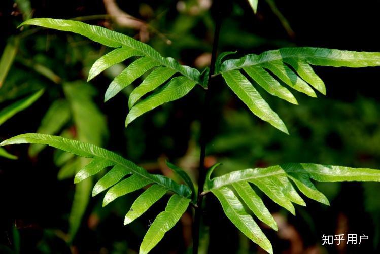 像是普通叶片拦腰剪断的植物(特别是《地理中国》里面说的半截藤)吗?