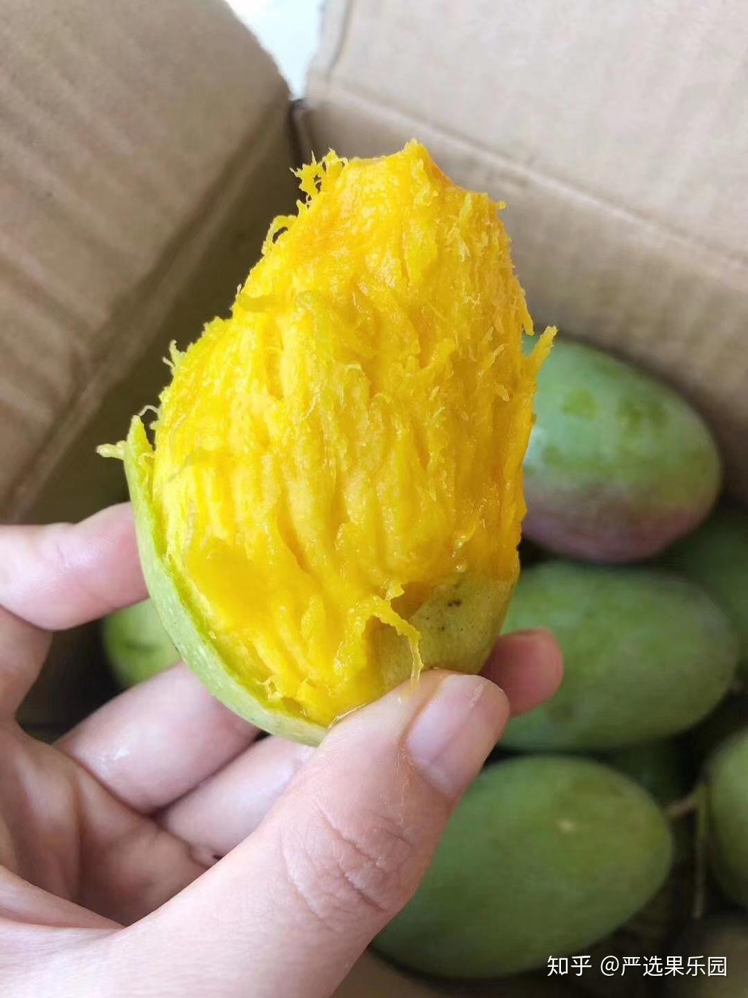 冬天了芒果怎么催熟啊