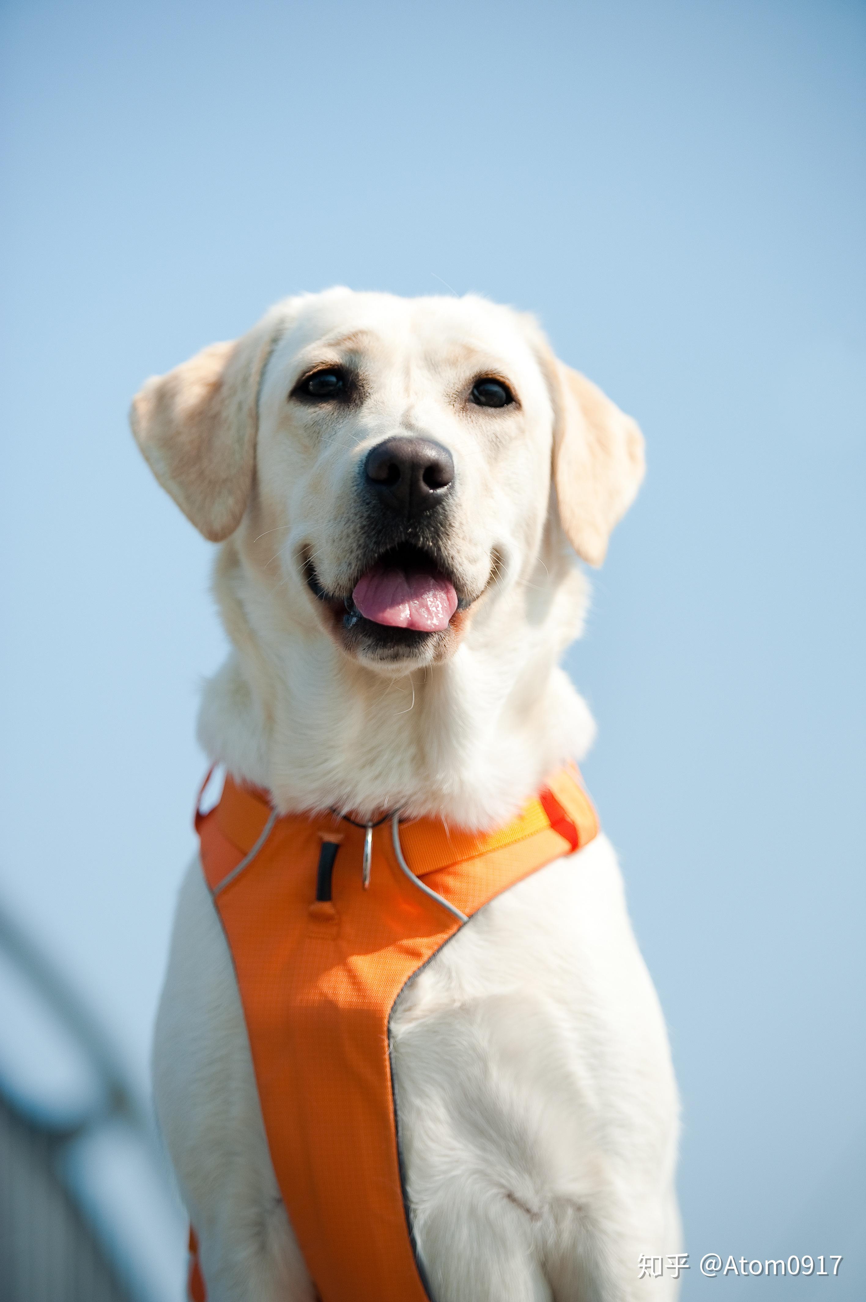 比较偏爱柴犬 秋田 拉布拉多 之类的黄色狗狗,大家能不能推荐一下.