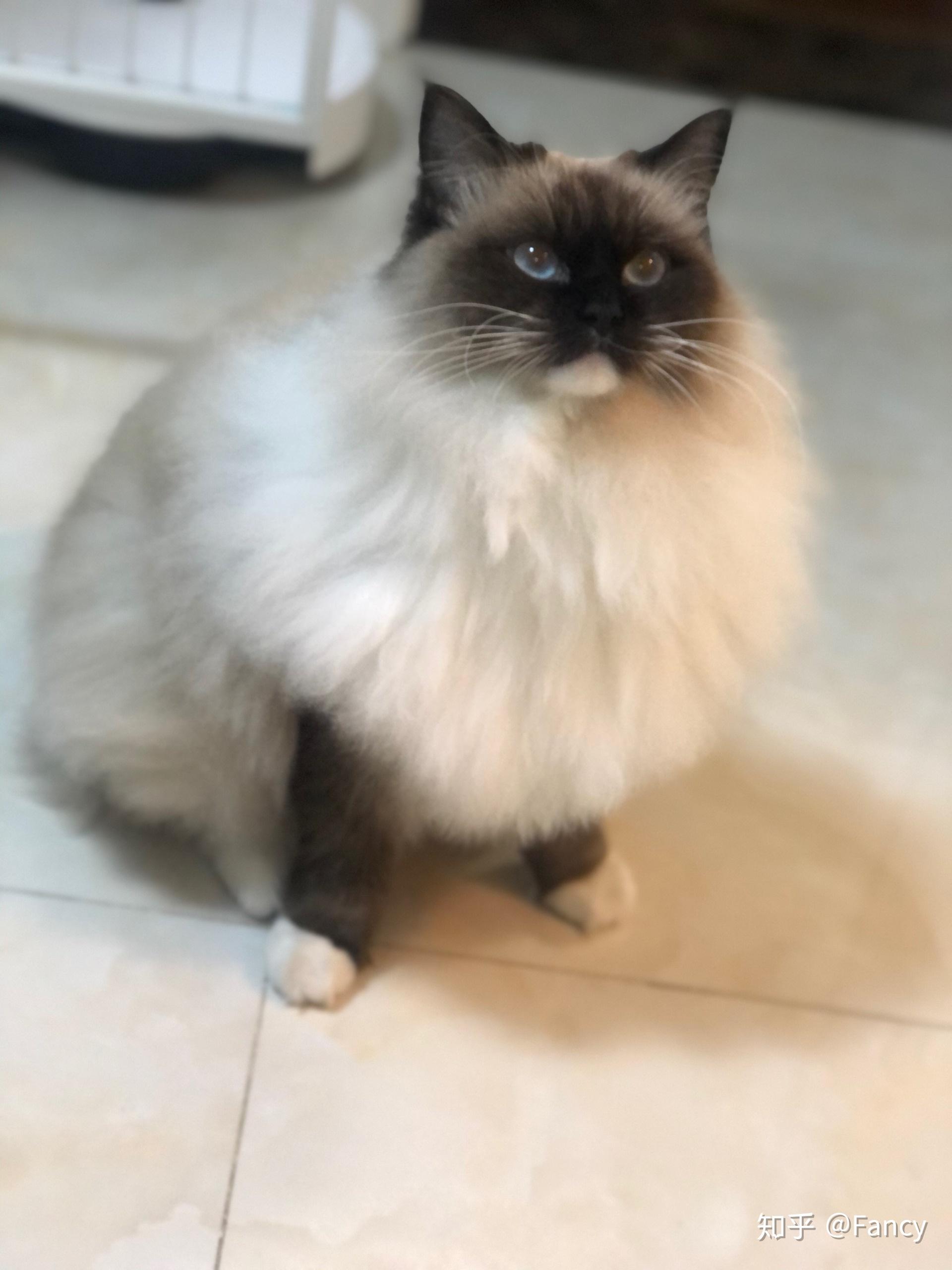 黑脸布偶会很丑吗? - 知乎