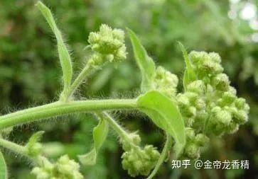 香精与香料(31)—龙脑 - 知乎