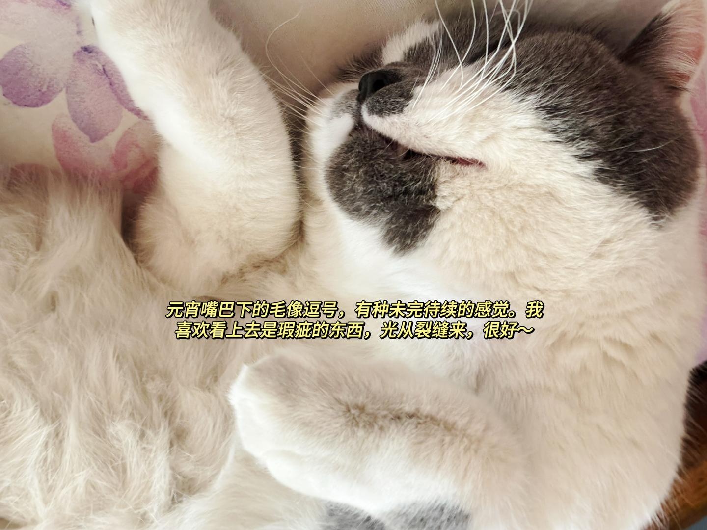 infp养infp猫的日记3 - 知乎