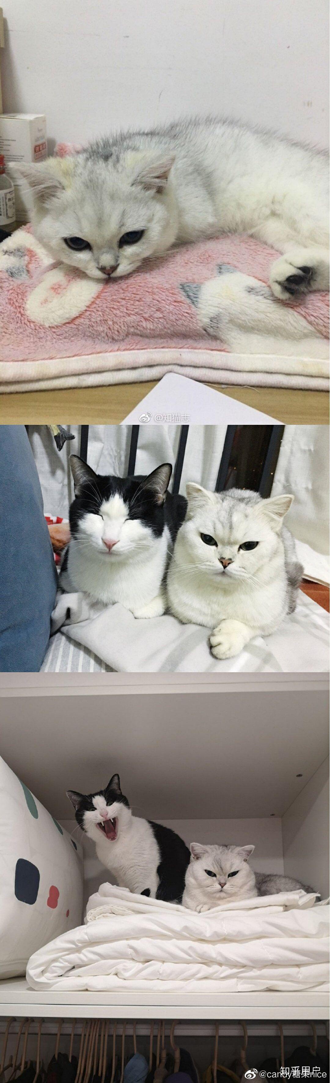 花花与三猫catlive的李白是什么品种啊好喜欢这种呆比气质哈哈哈