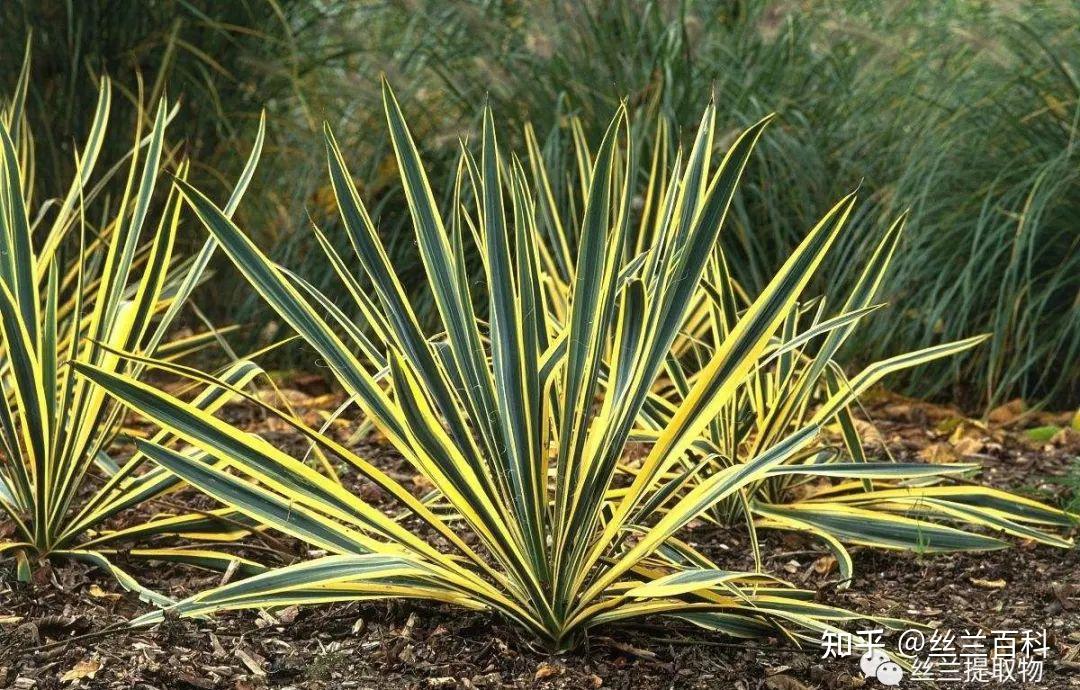 植物提取篇——丝兰提取物简介 - 知乎