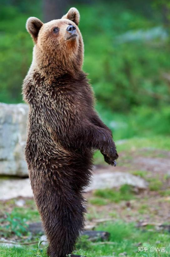 有哪些动物是用两只脚行走的?