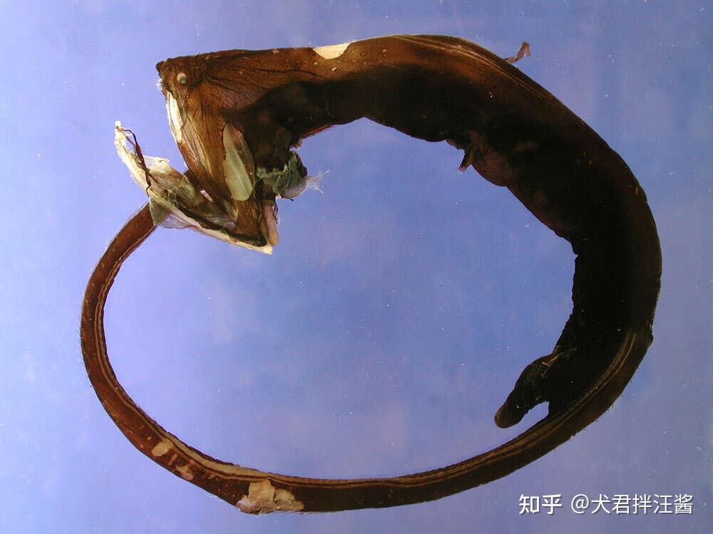 气鳃鳗图片