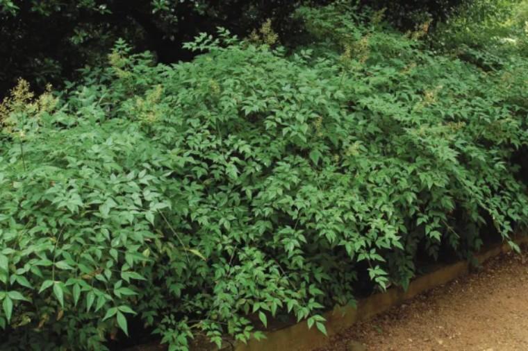 100种观叶植物 | No.22 南天竹养护攻略 - 知乎