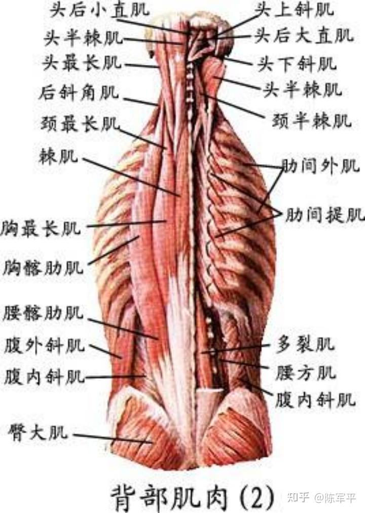 腰背肌解剖图片