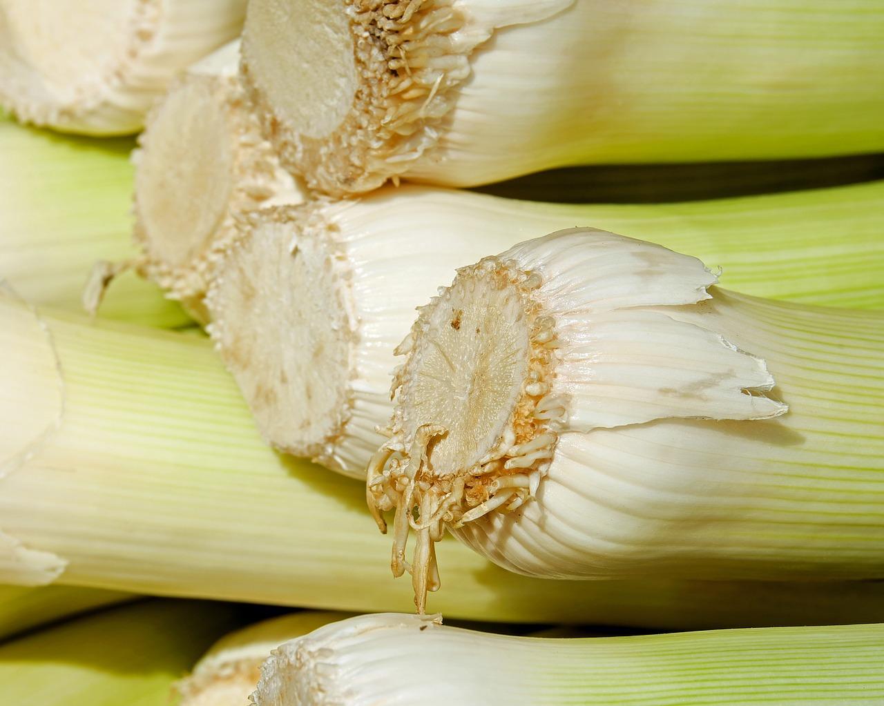 立秋韭菜如何养跟