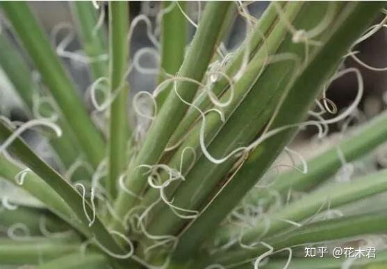 丝兰花色娇美,叶片似剑,花香浓郁,是优良的庭院观赏花木 - 知乎