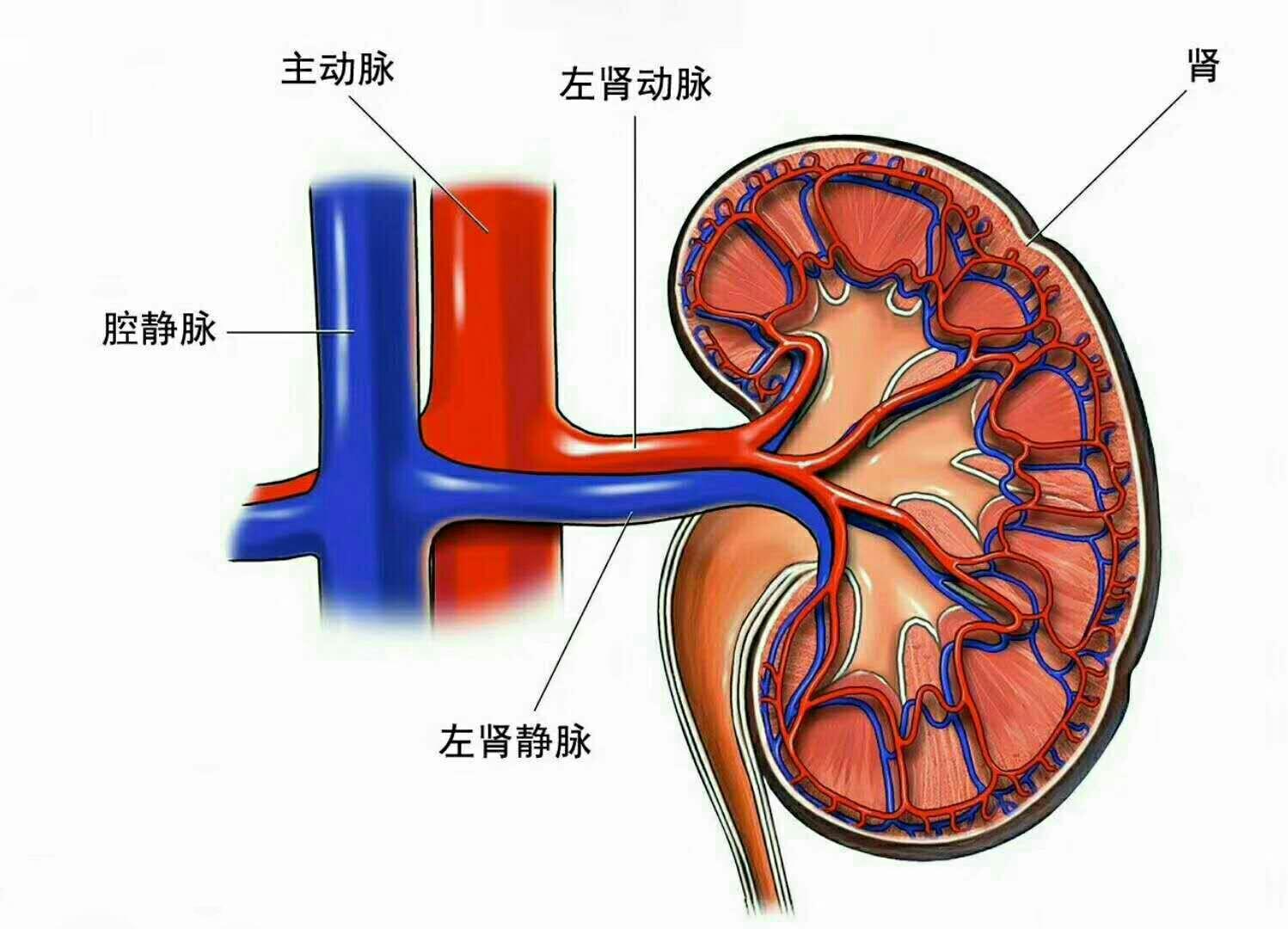 治疗肾虚要花多久