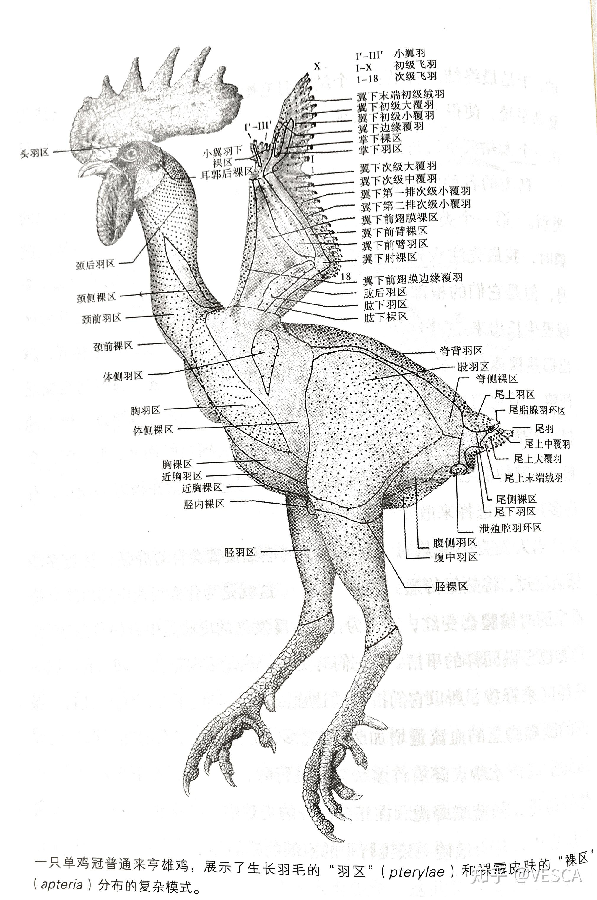 鸟类羽毛分为羽区和裸区的原因