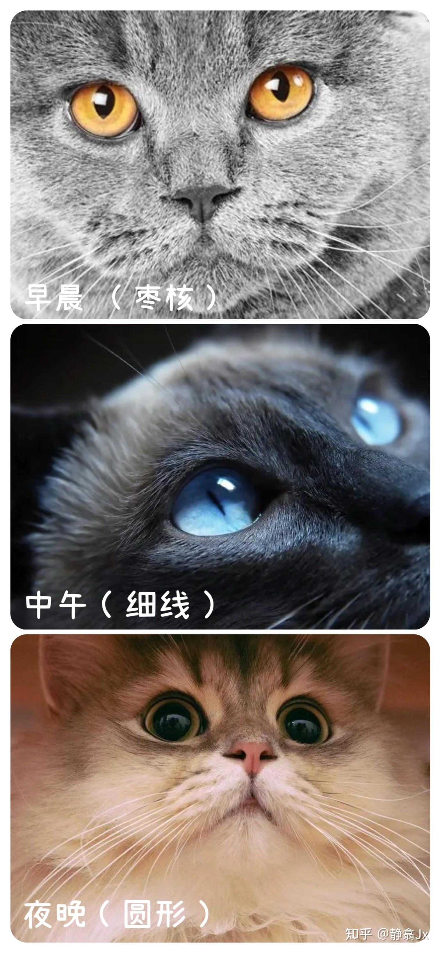 猫的瞳孔在晚上会有什么变化?