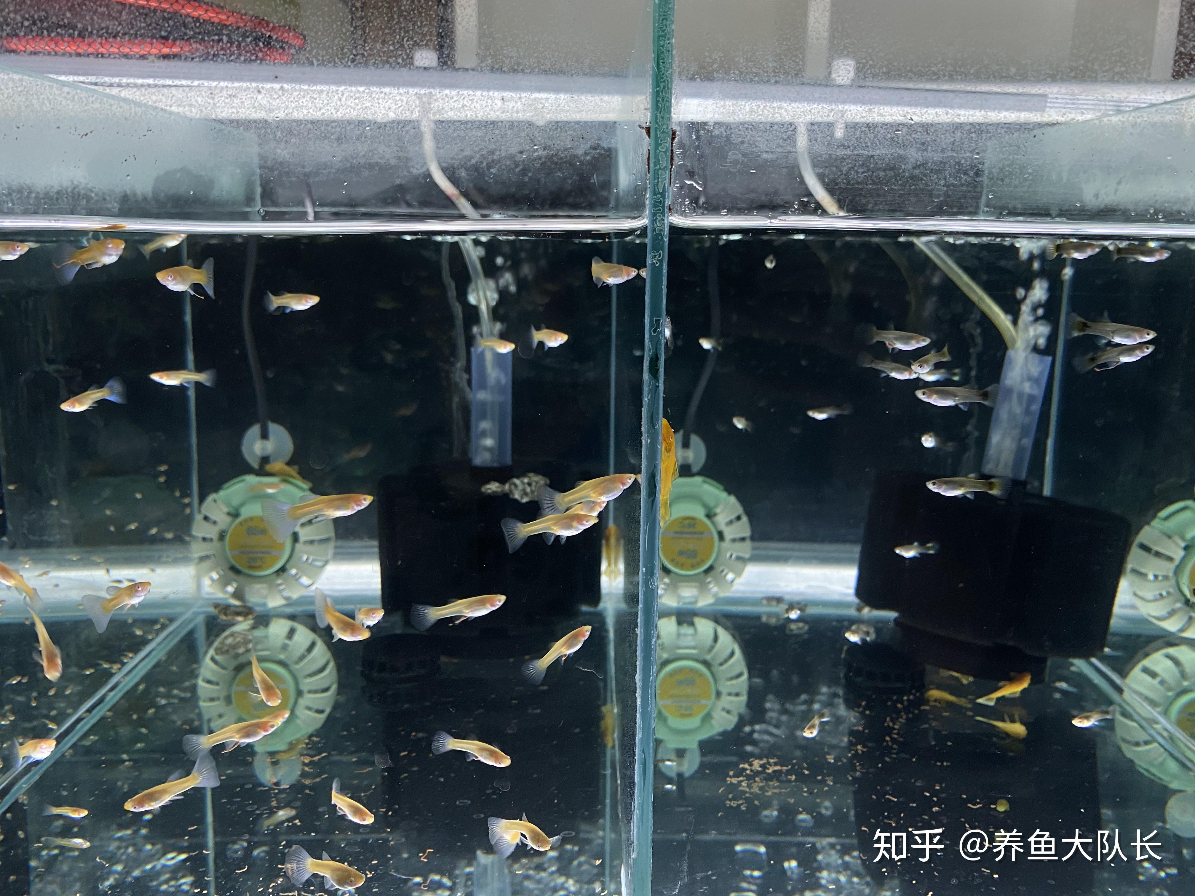 迷你鸚鵡魚怎麼分辨公母