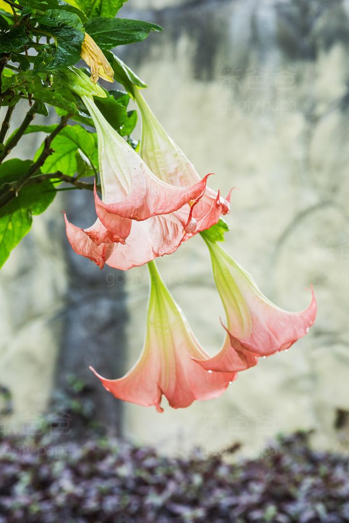 《神雕侠侣》中的情花真的存在?是被称为死亡之花的曼陀罗! - 知乎