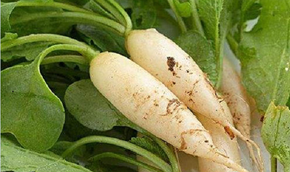 夏萝卜种植要点和注意事项