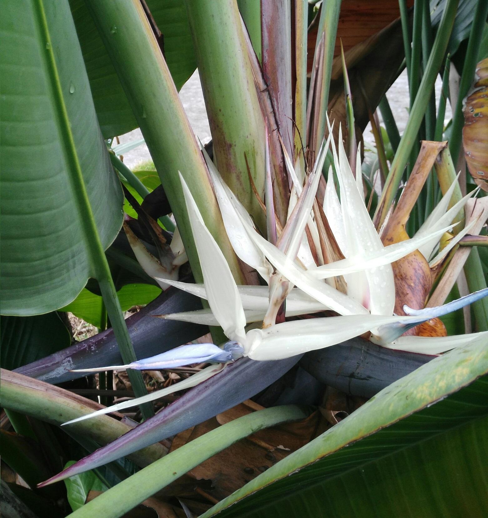 这到底是金钻还是鹤望兰