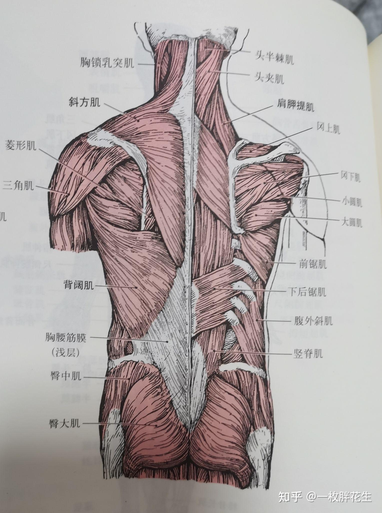 后背解剖图片