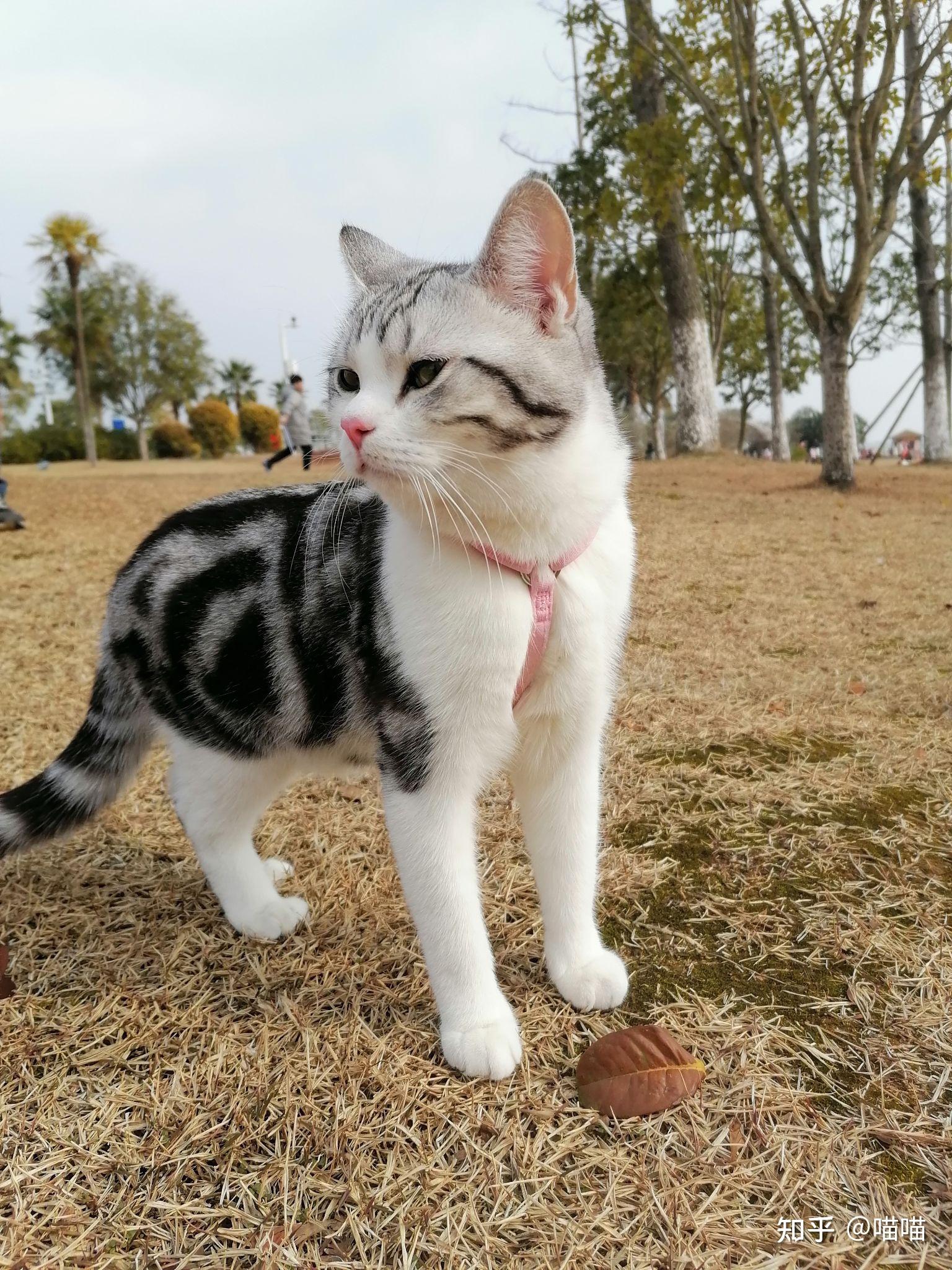 3500买的美短加白(起司猫)值吗? - 知乎