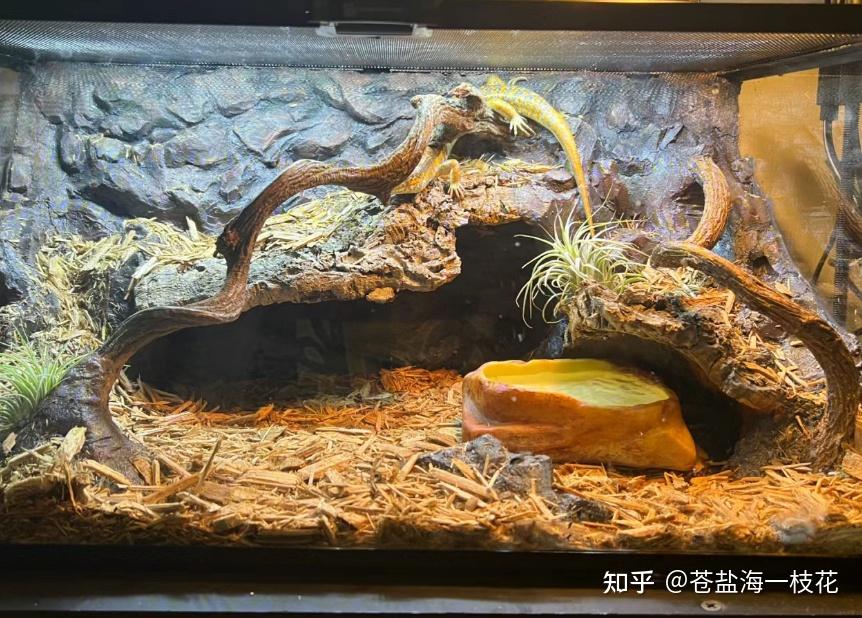 爬宠造景有哪些教程呢? - 知乎