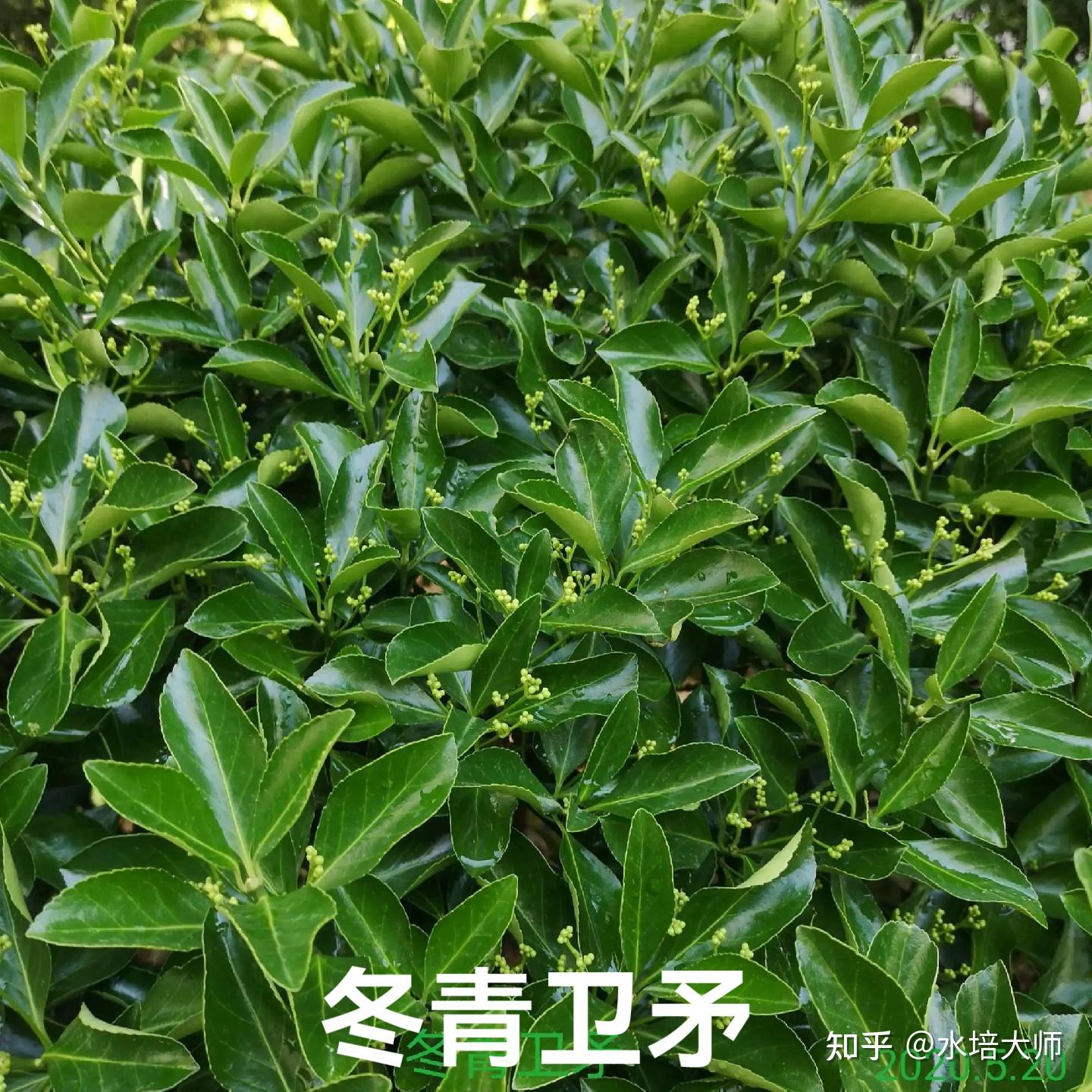 冬青卫矛和大叶黄杨的区别有哪些?冬青苗和大叶黄杨苗怎么区分? - 知乎