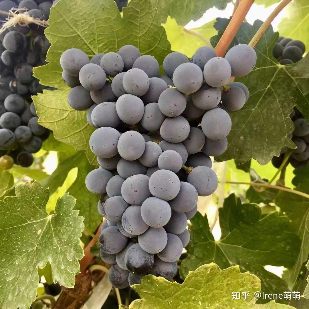 马瑟兰是中国葡萄品种吗?马瑟兰葡萄酒有什么特点? - 知乎