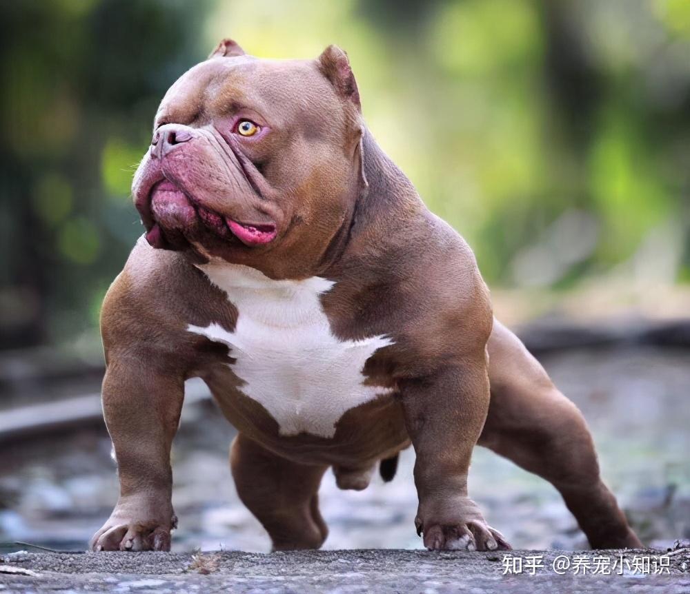 狗狗身上哪些部位最“脆弱”？遇到恶犬扑来，打哪里最有效？ - 知乎