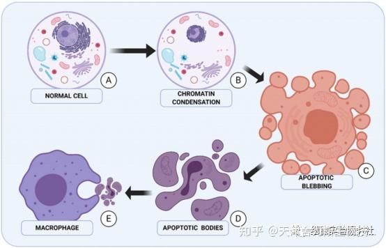 实验干货|如何用线粒体膜电位(JC-1)法做好细胞凋亡检测 - 知乎