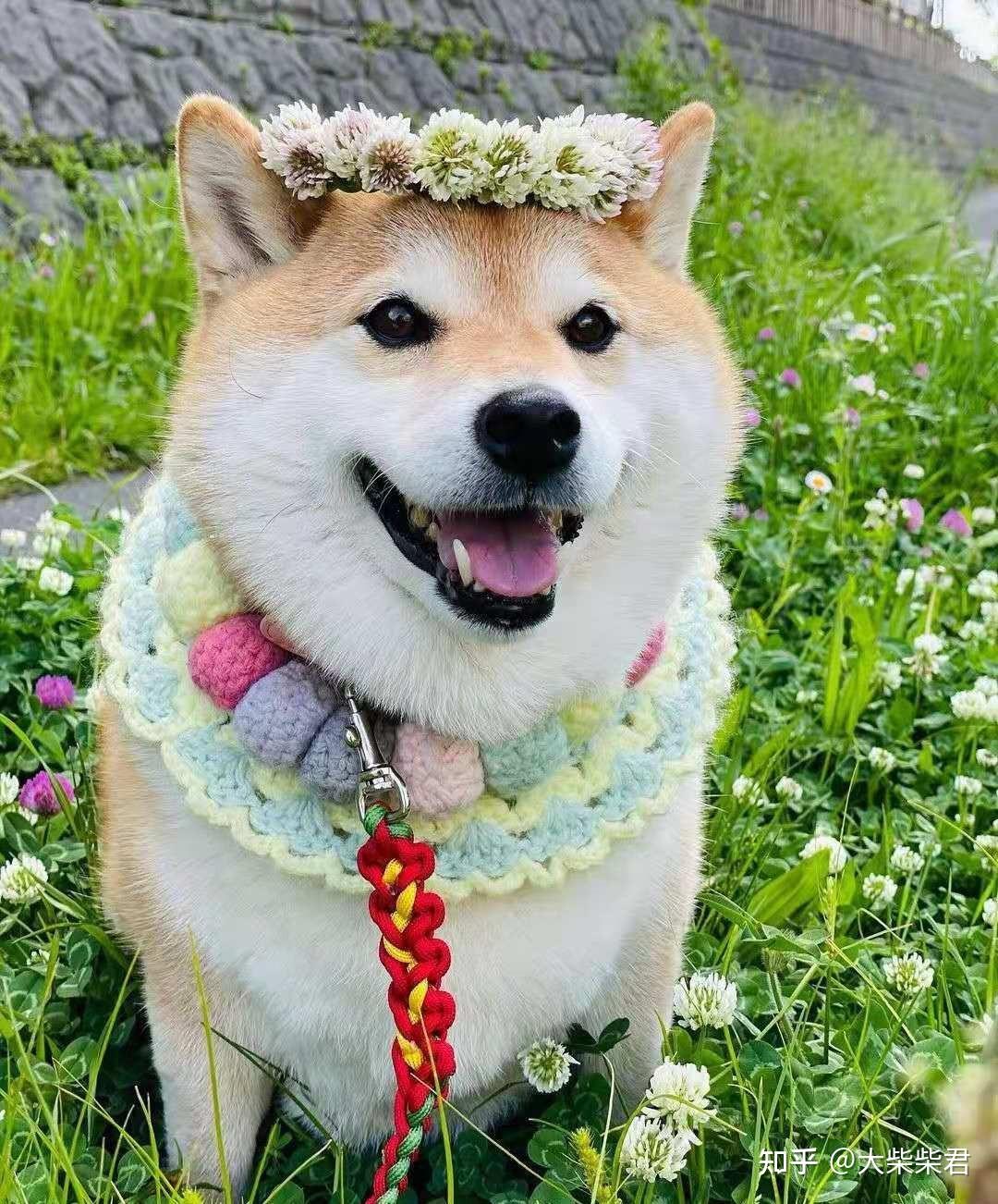 盘点2023柴犬价格！买柴犬不再迷茫！ - 知乎