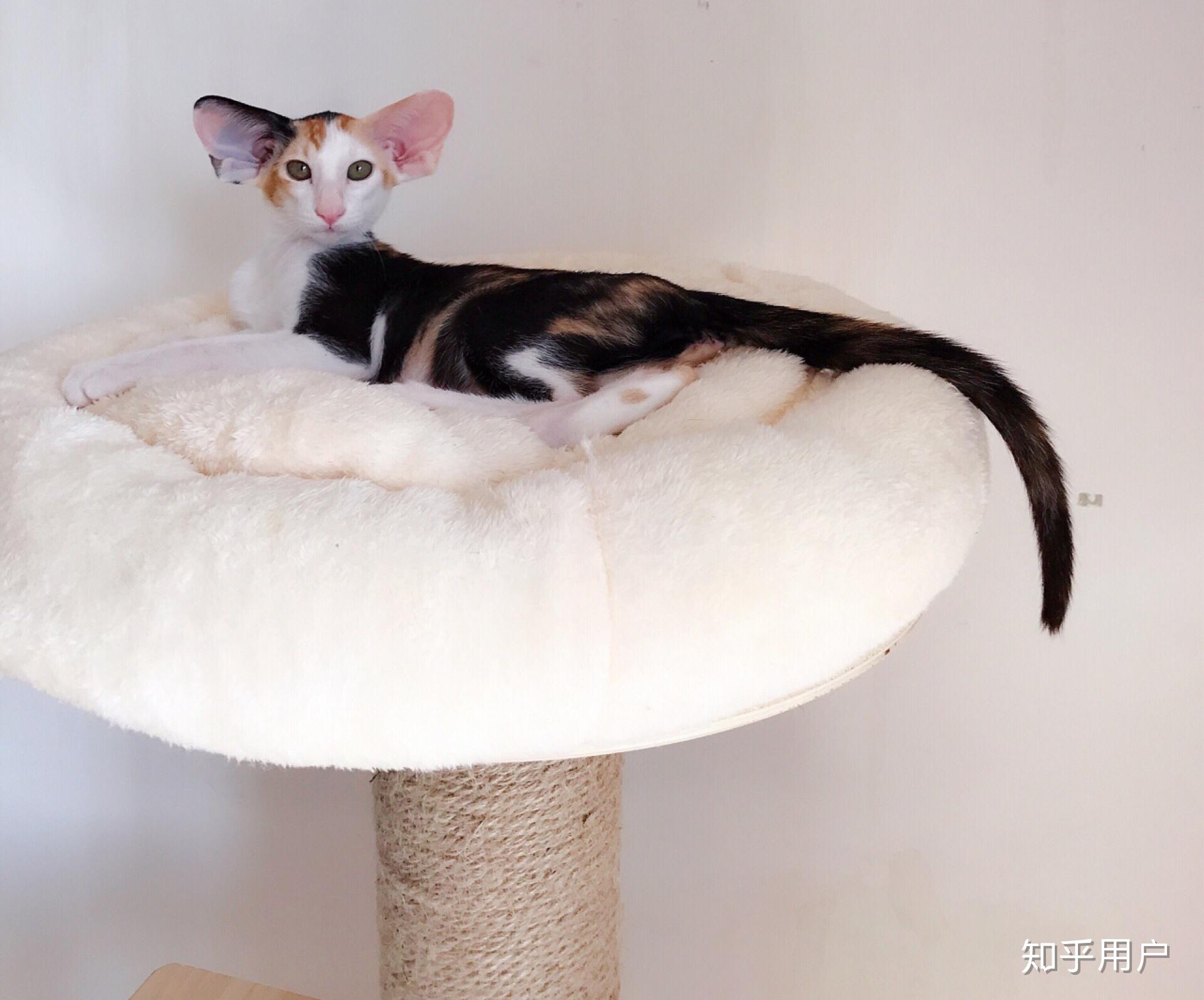养东短(东方短毛猫)是什么体验? - 知乎