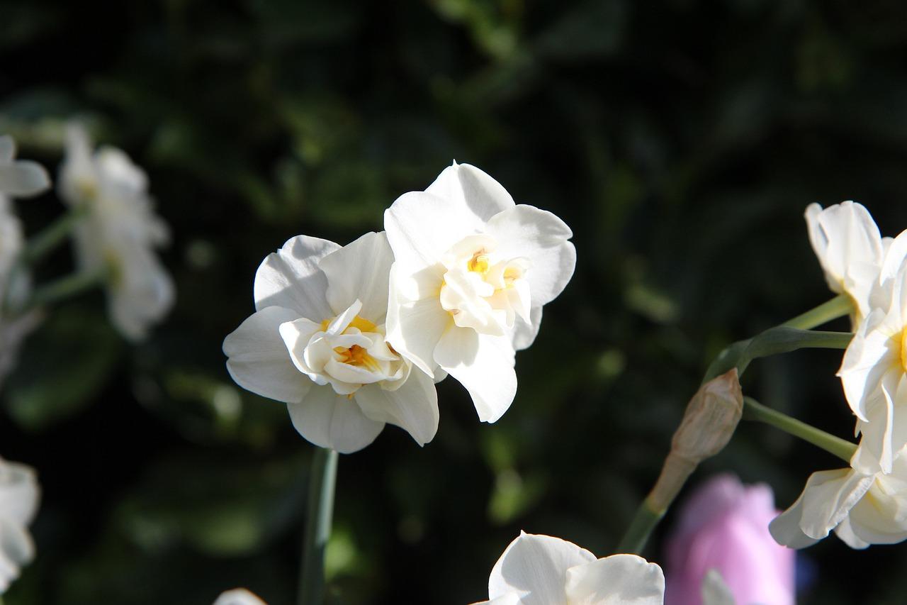 茶花有什么香味