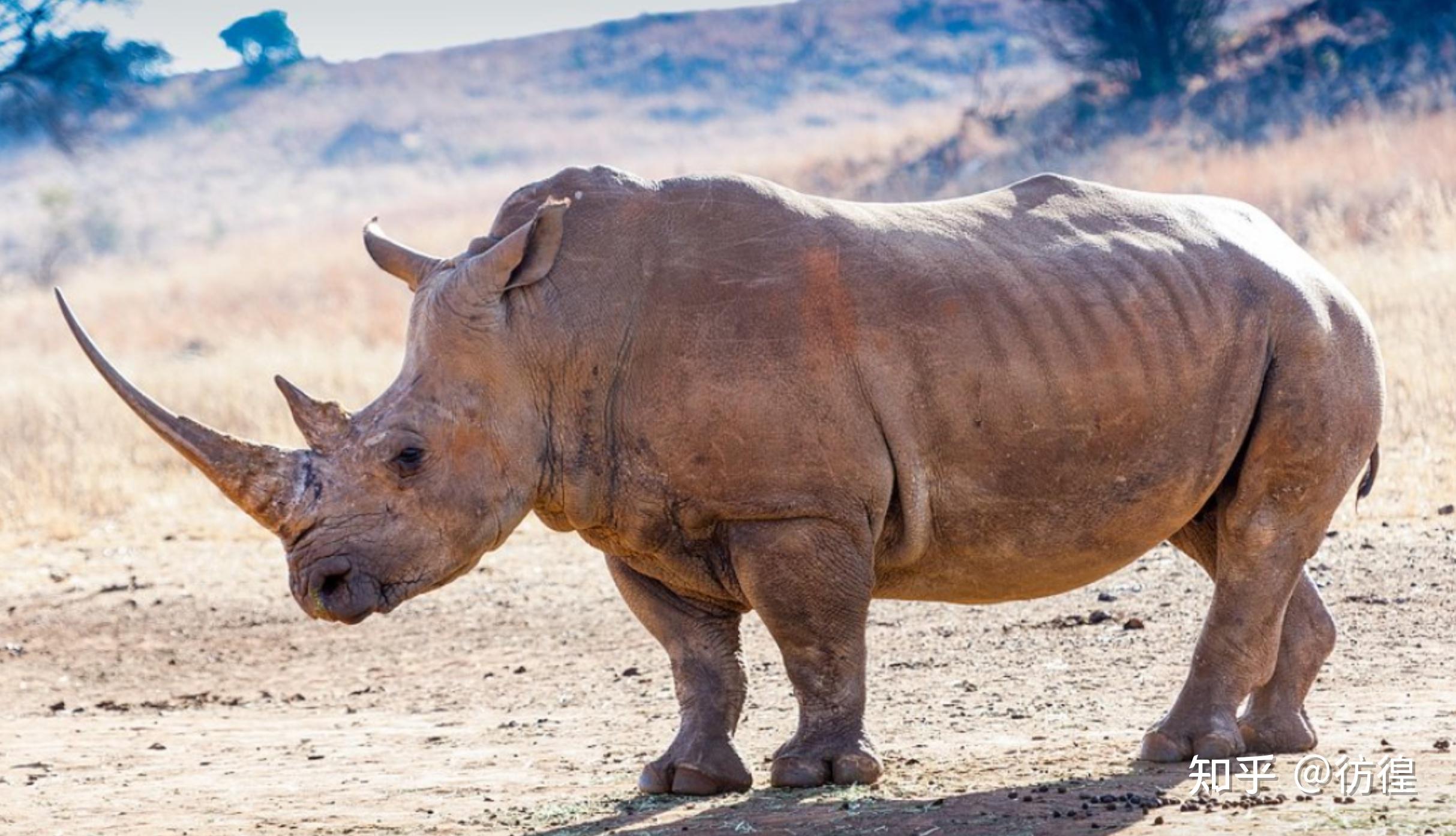 国际珍稀动物保护日,你知道哪些珍稀动物?