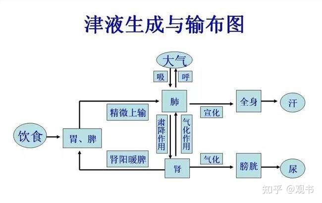 学习笔记:梳理中医基础理论的脉络(四)精、气、血、津液 - 知乎