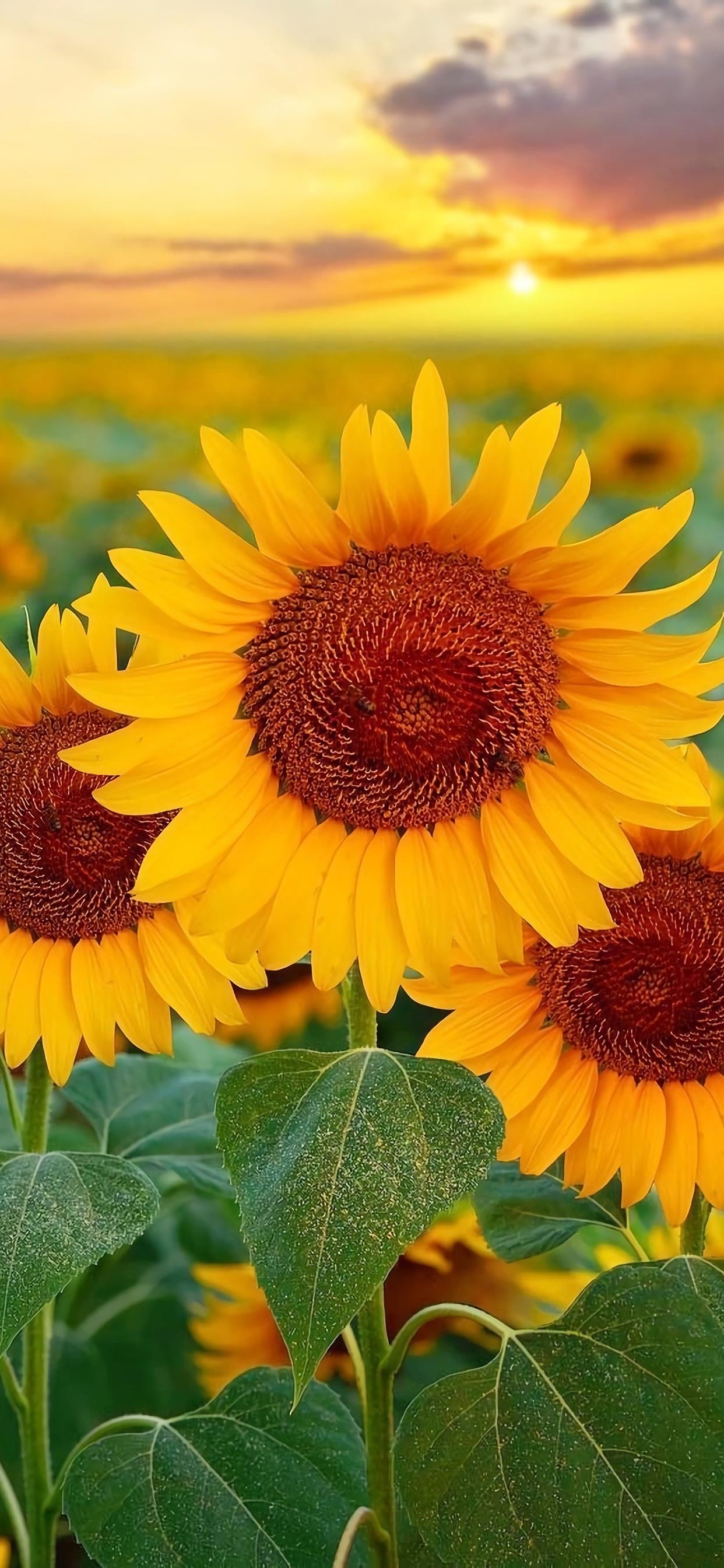 有没有都是向日葵的壁纸呢,让人看了心情超好的? - 知乎