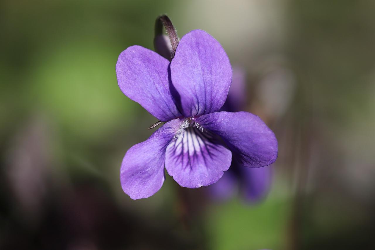 2. 紫罗兰学府盘