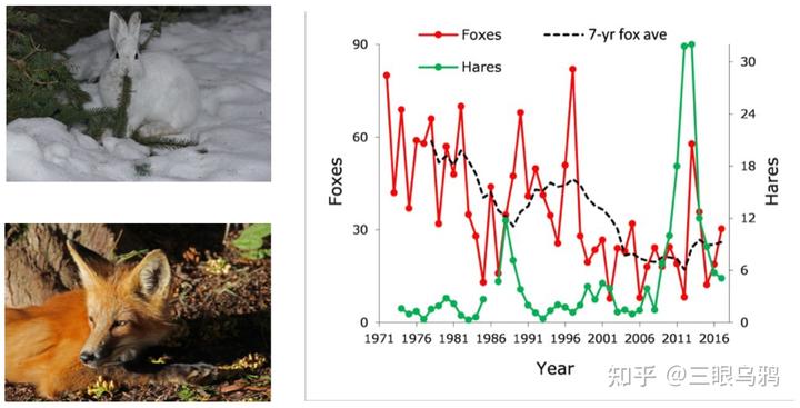 如果将 20 只狼和 500 只鹿放进同一孤岛，最后谁能活下来？