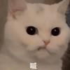 纯洁的H鱼