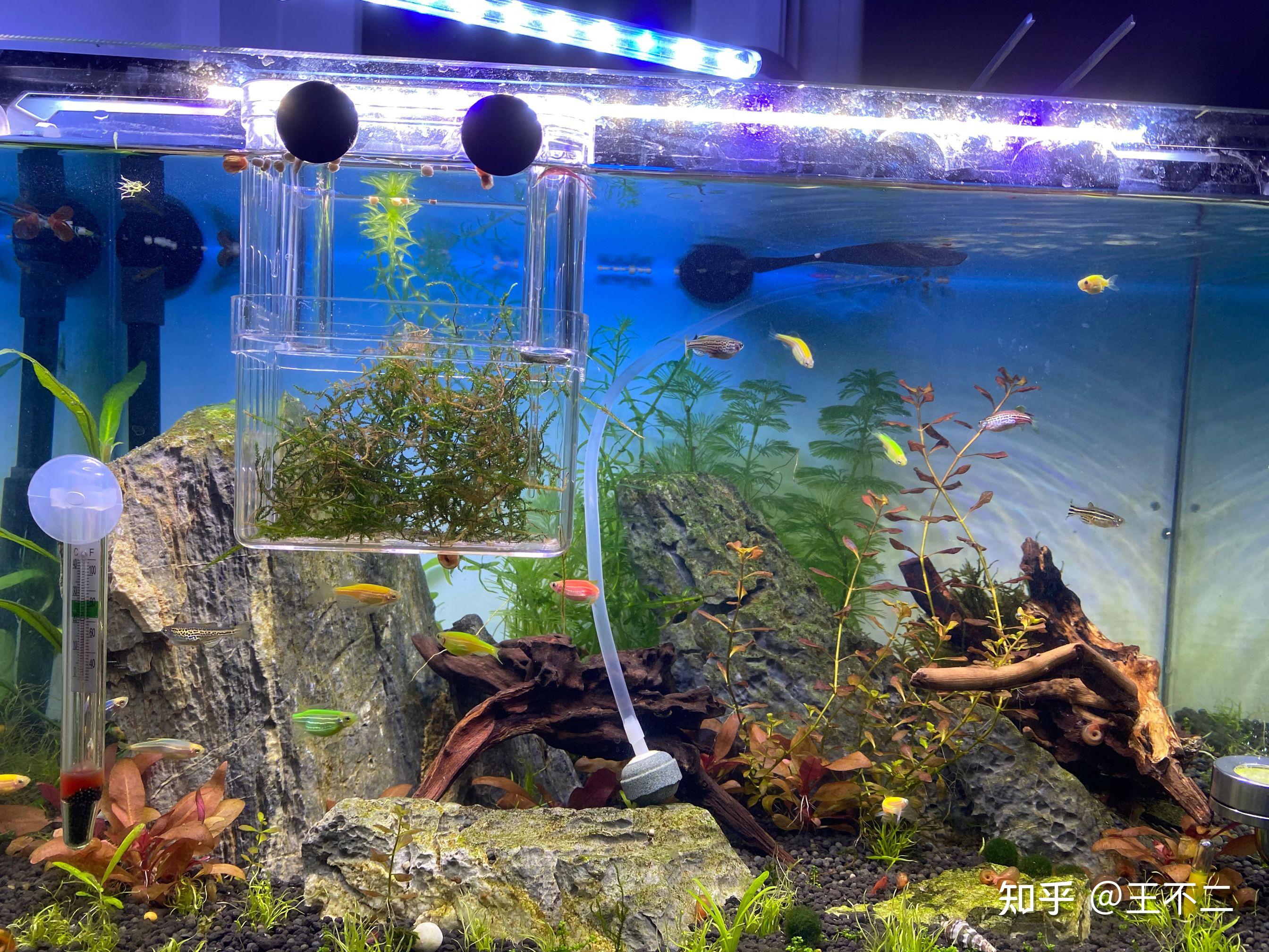 鱼缸的水怎样做到清潵透明