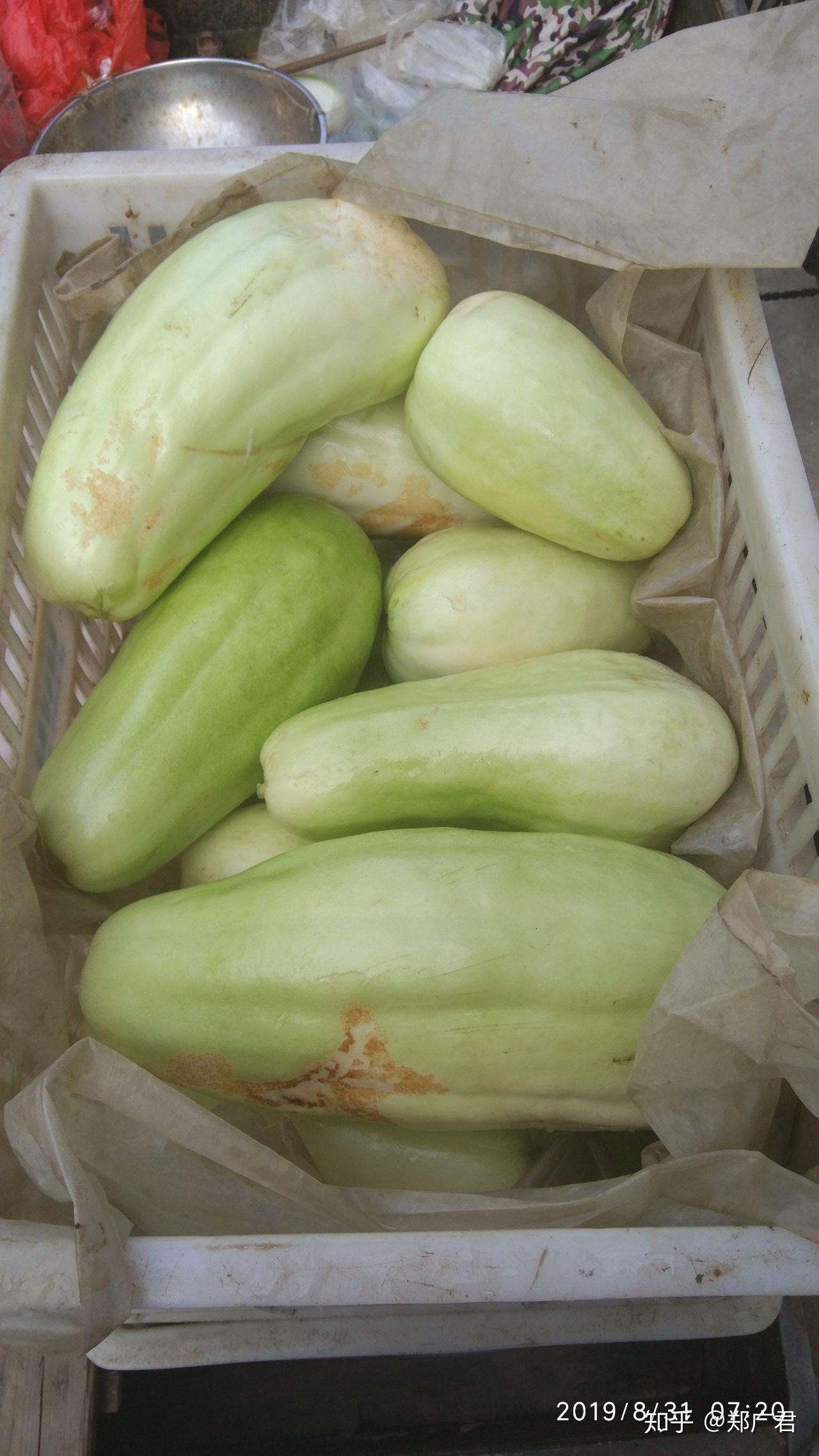 南方所说的"骚瓜"(读音)学名是什么? - 知乎