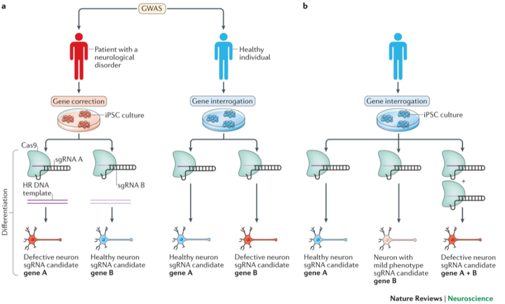 文献分享 张锋16年综述 Crispr Cas系统在神经科学领域中的应用 知乎