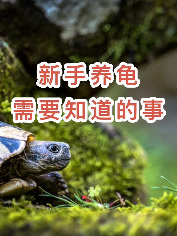 新手养龟需要知道的事 - 知乎