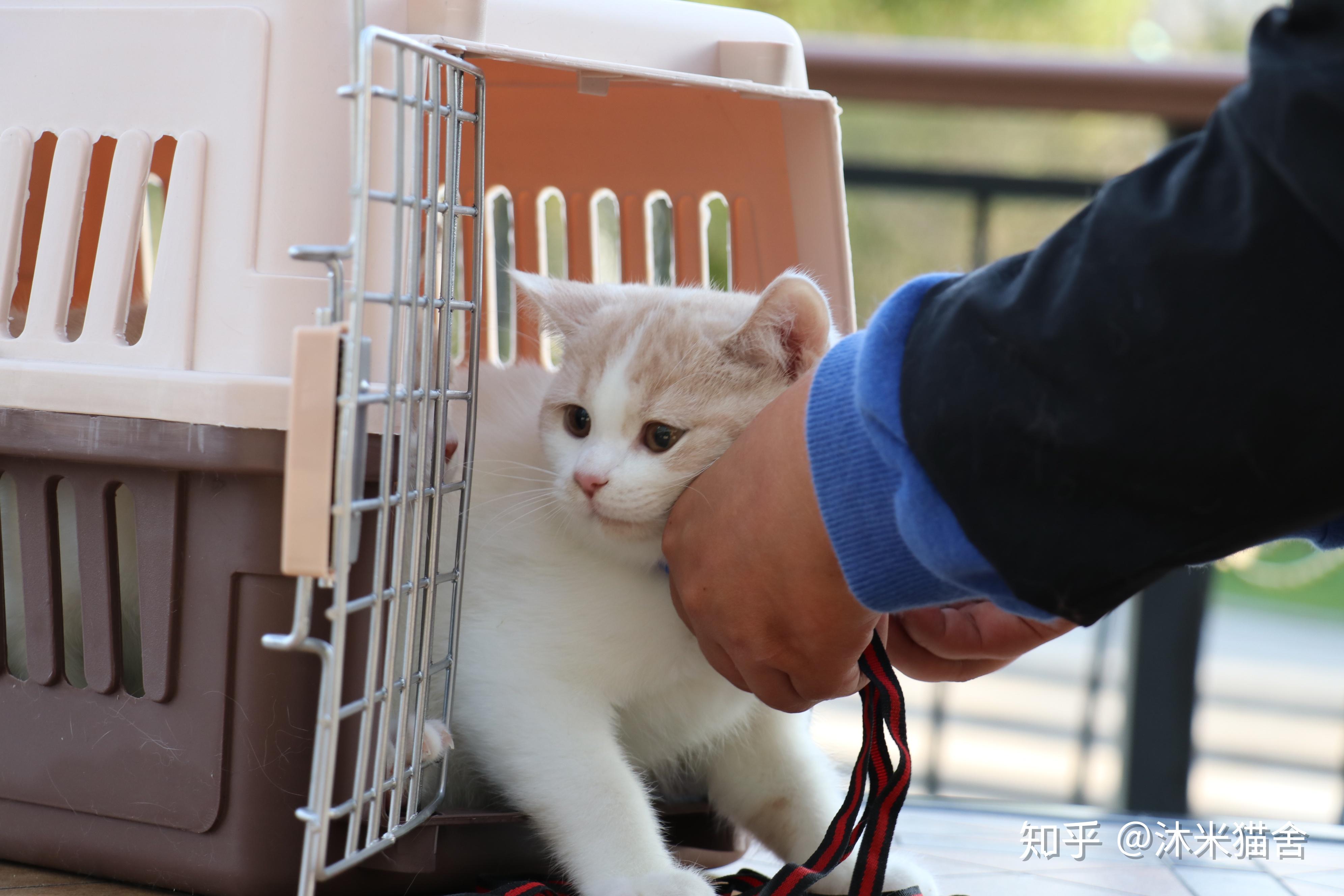 这是黄白英短吗? - 知乎