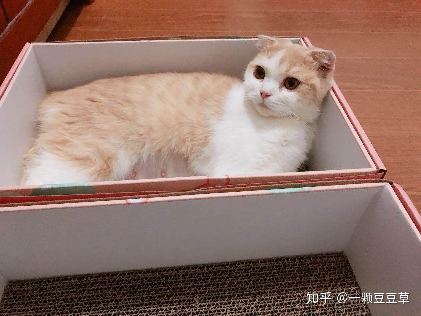 有养猫或者懂猫的大神看看会有这种橘色美短么是纯的么